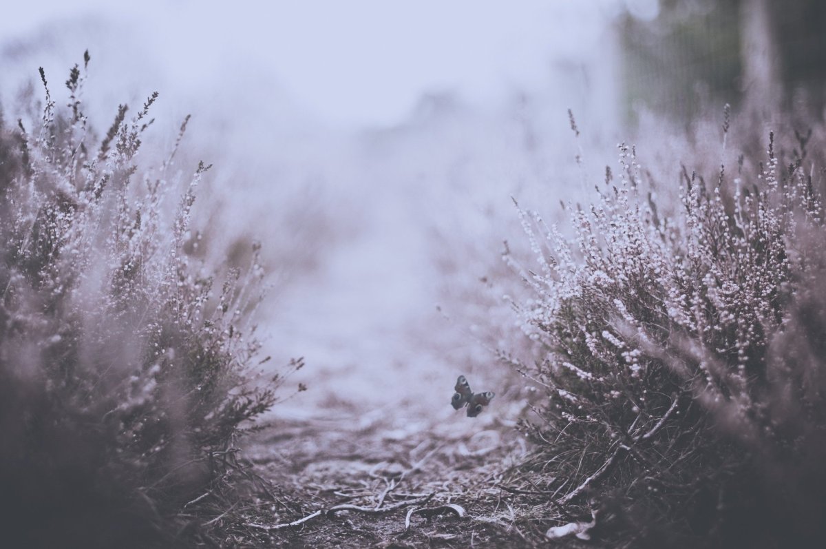 Лес река туман