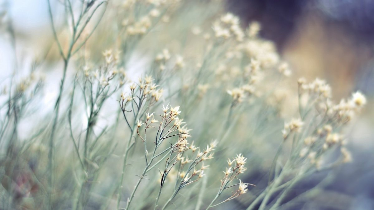 Утренний туман на реке