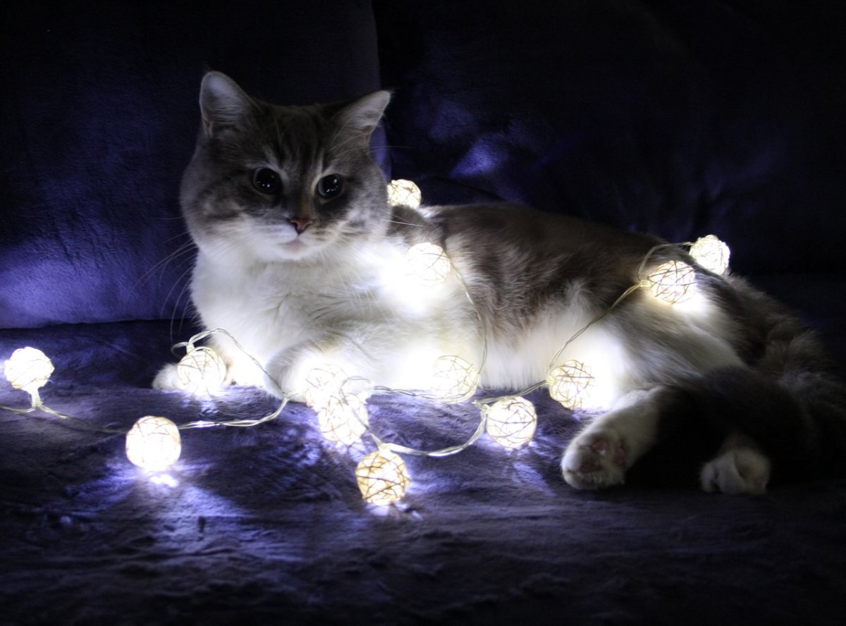 Котик с кубиками