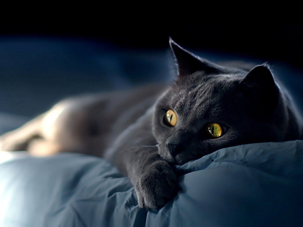 Спокойная кошка