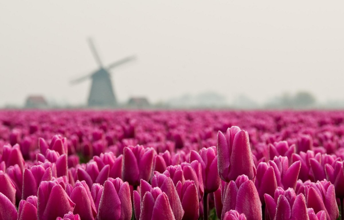 Море тюльпанов