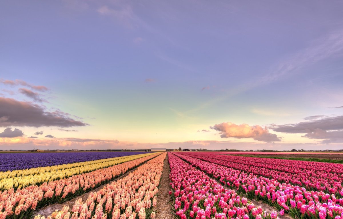 Пионовые поля в Голландии