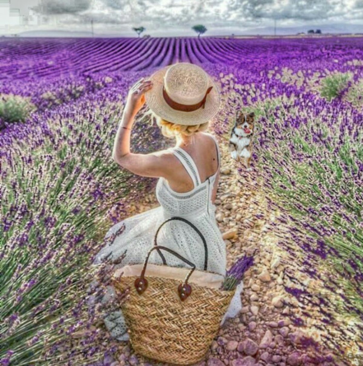 Девушка с лавандой