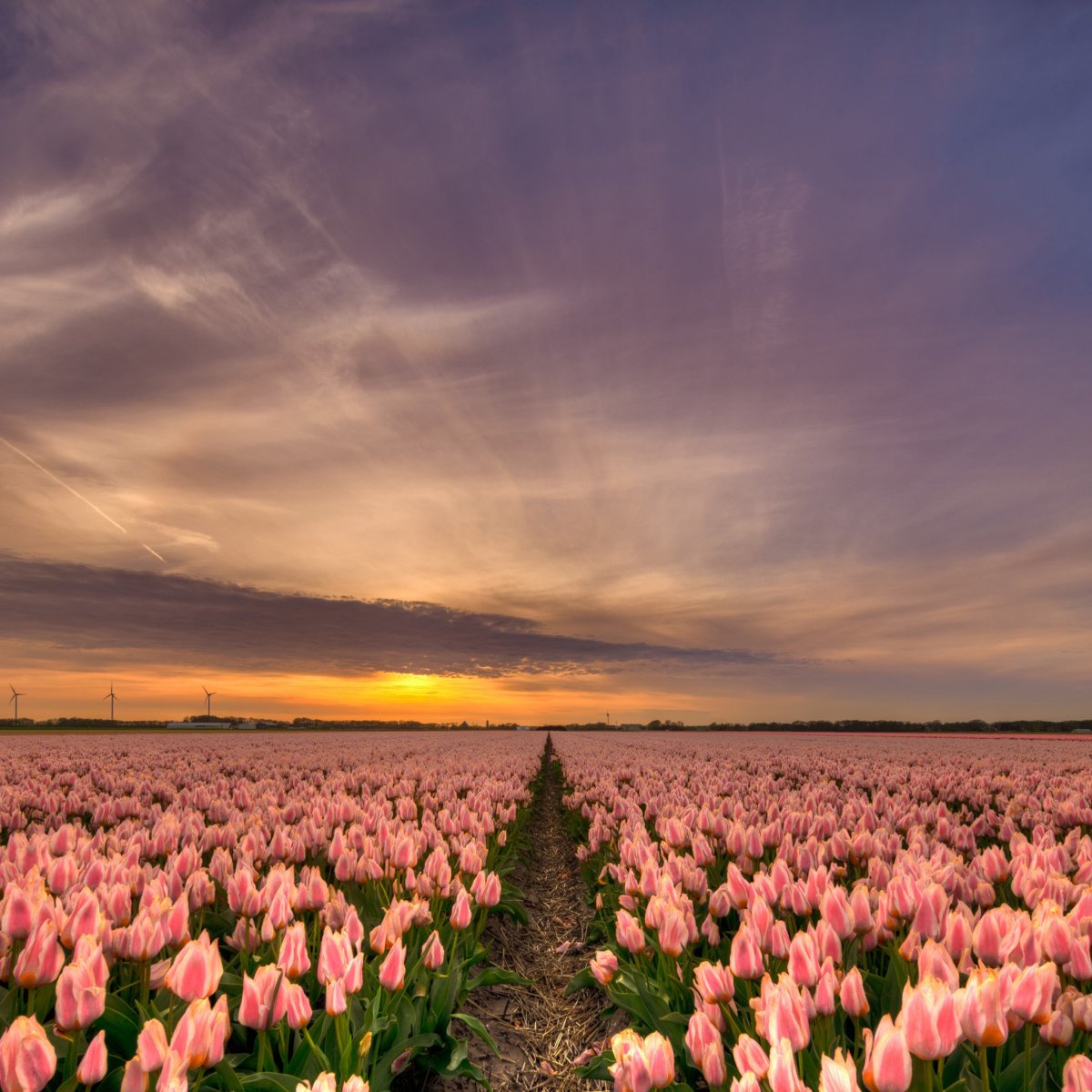 Пионовые поля в Голландии