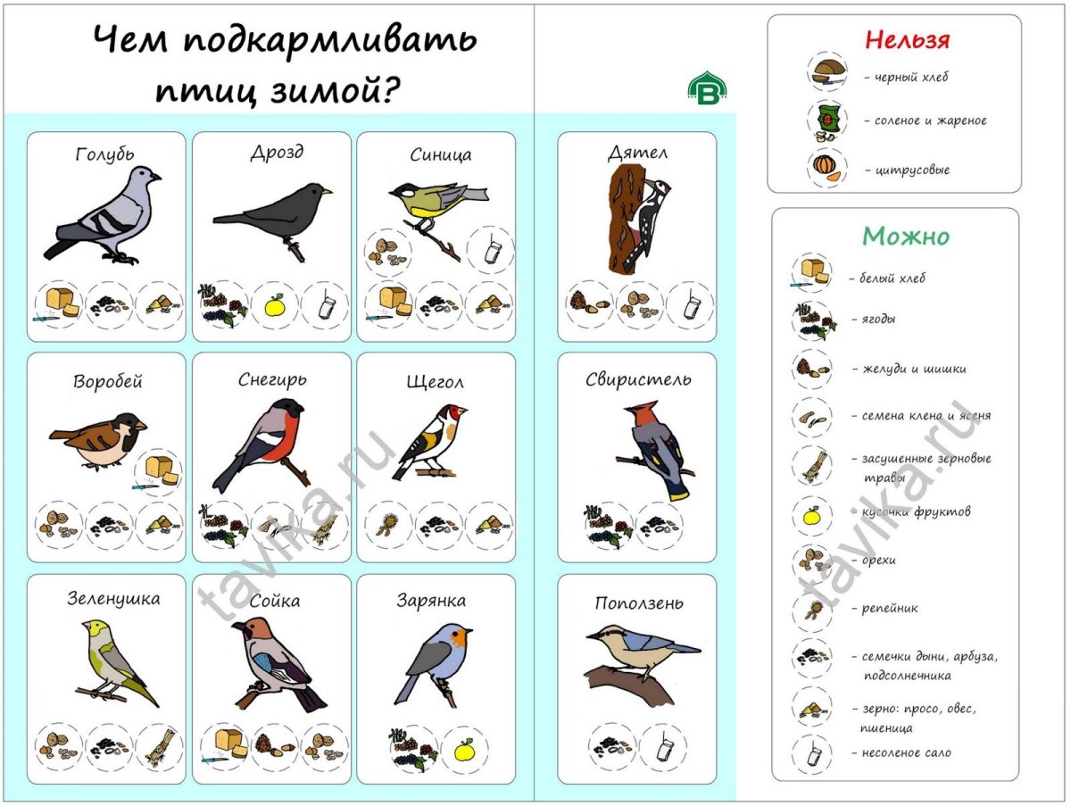 Покормите птиц зимой
