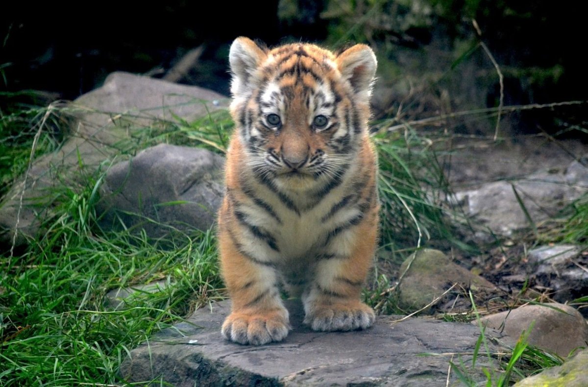 Маленький Тигренок