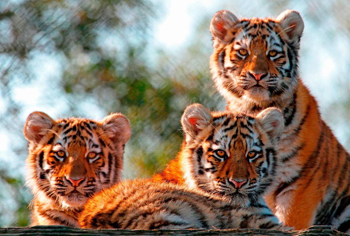 Уссурийский (Амурский) тигр Уссурийский (Амурский) тигр