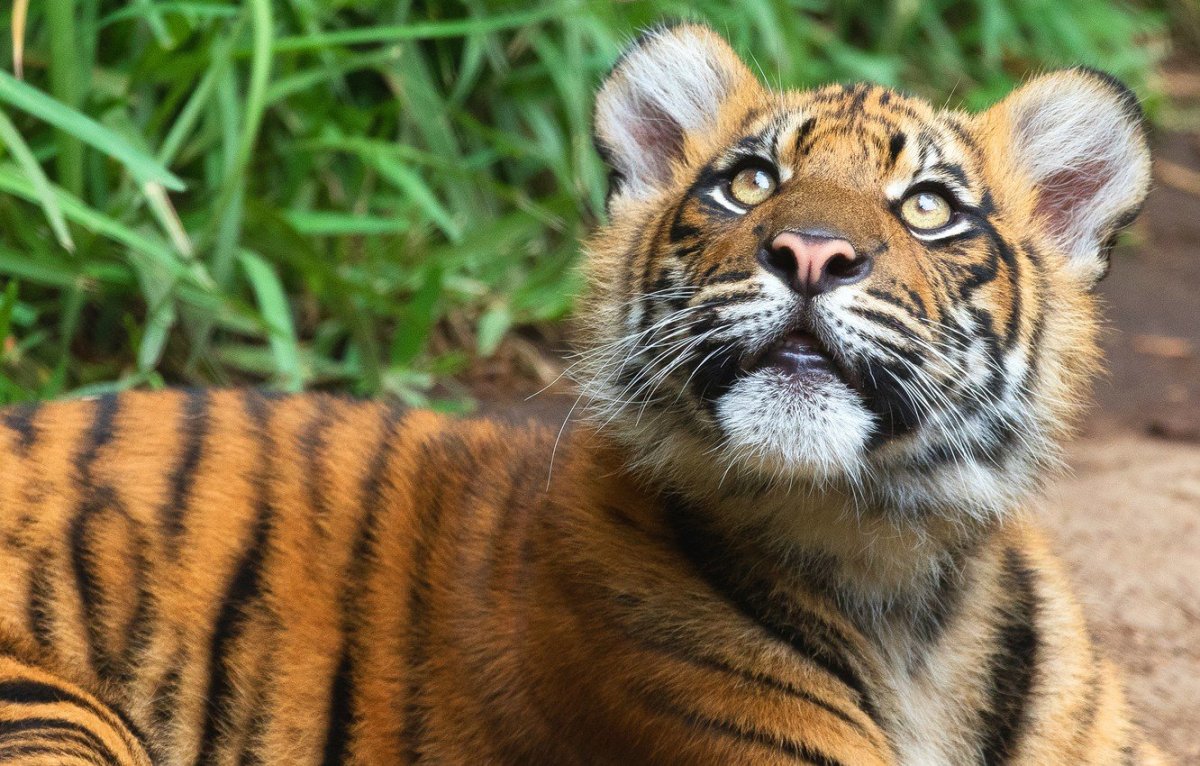 Тигренок сбоку