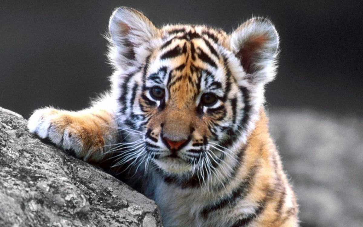 Хитрый Тигренок