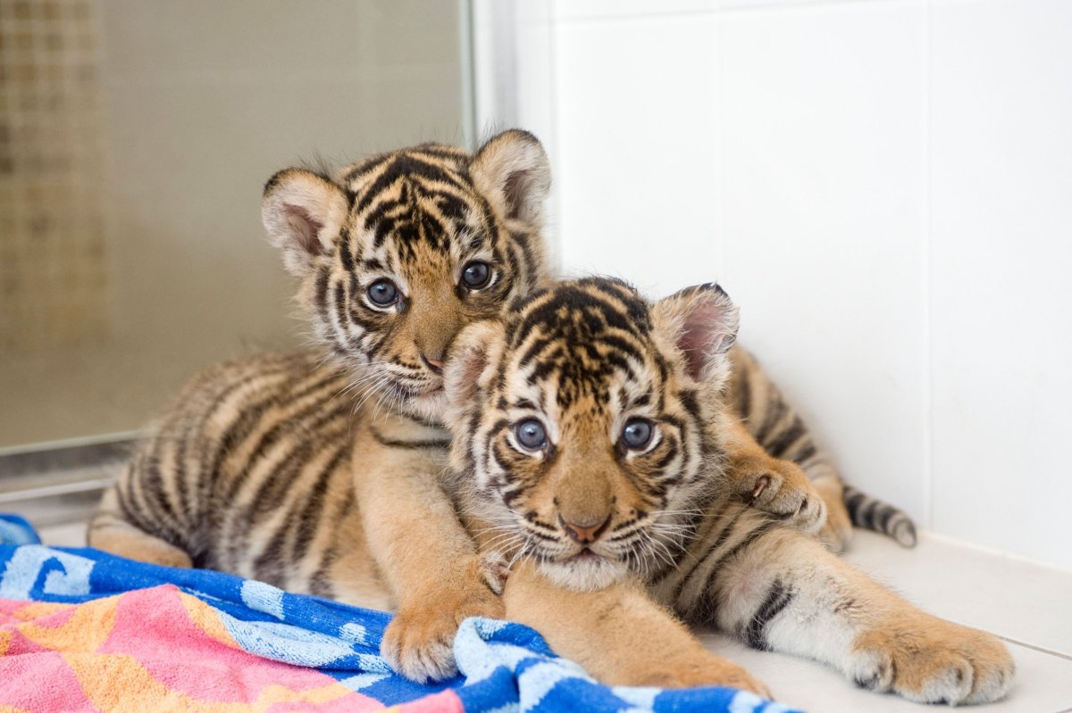 Милые тигрята