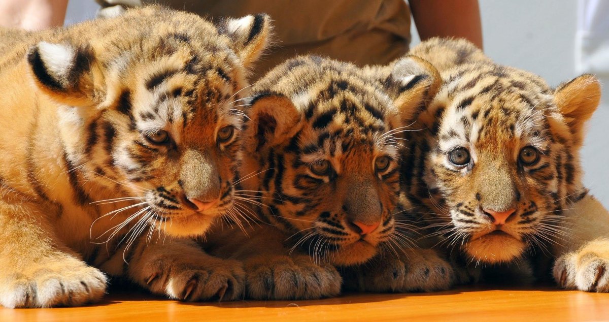 Трое тигрят