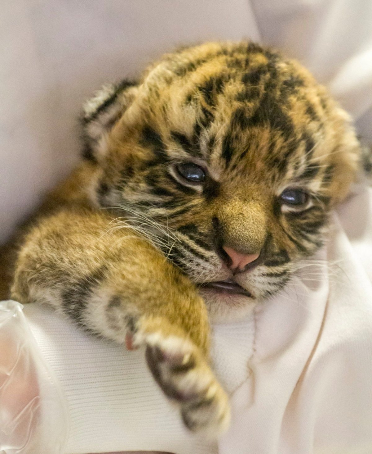 Елена Федоряк валяние тигр