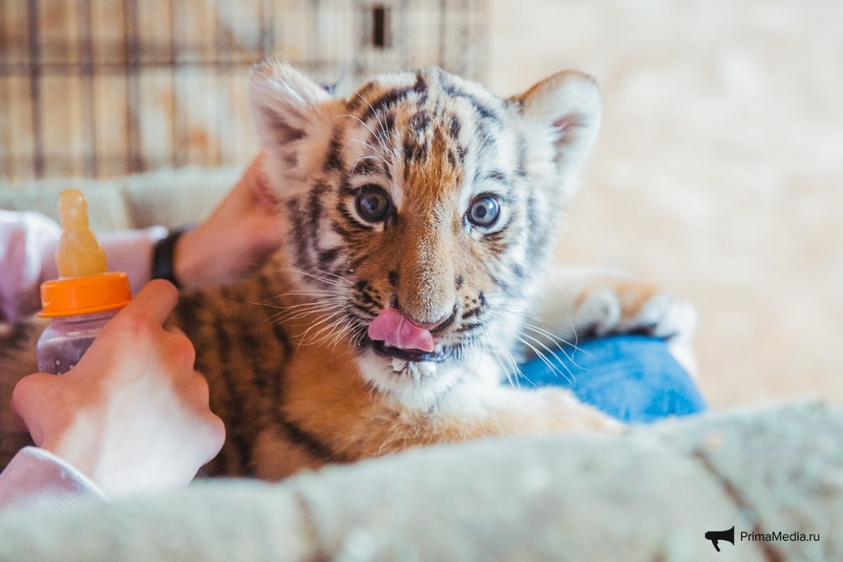 Маленький Тигренок Тайган