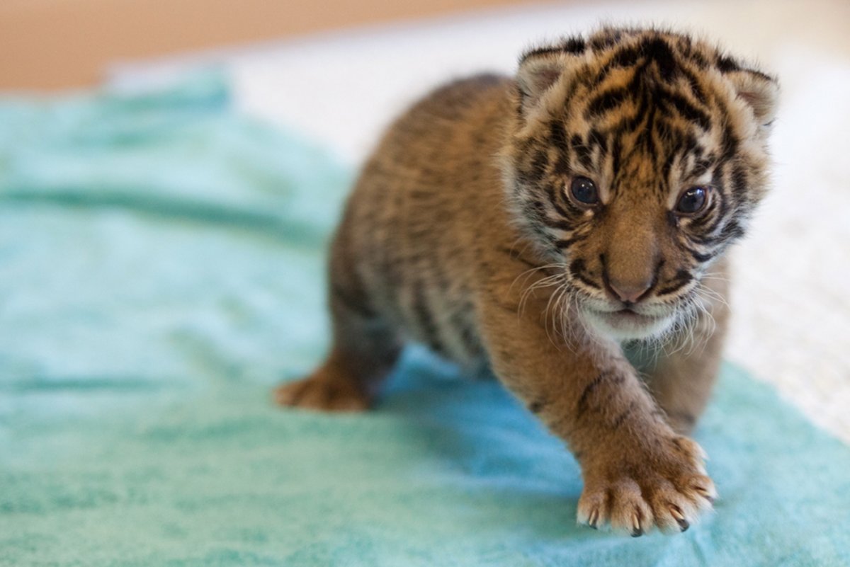 Няшный тигр