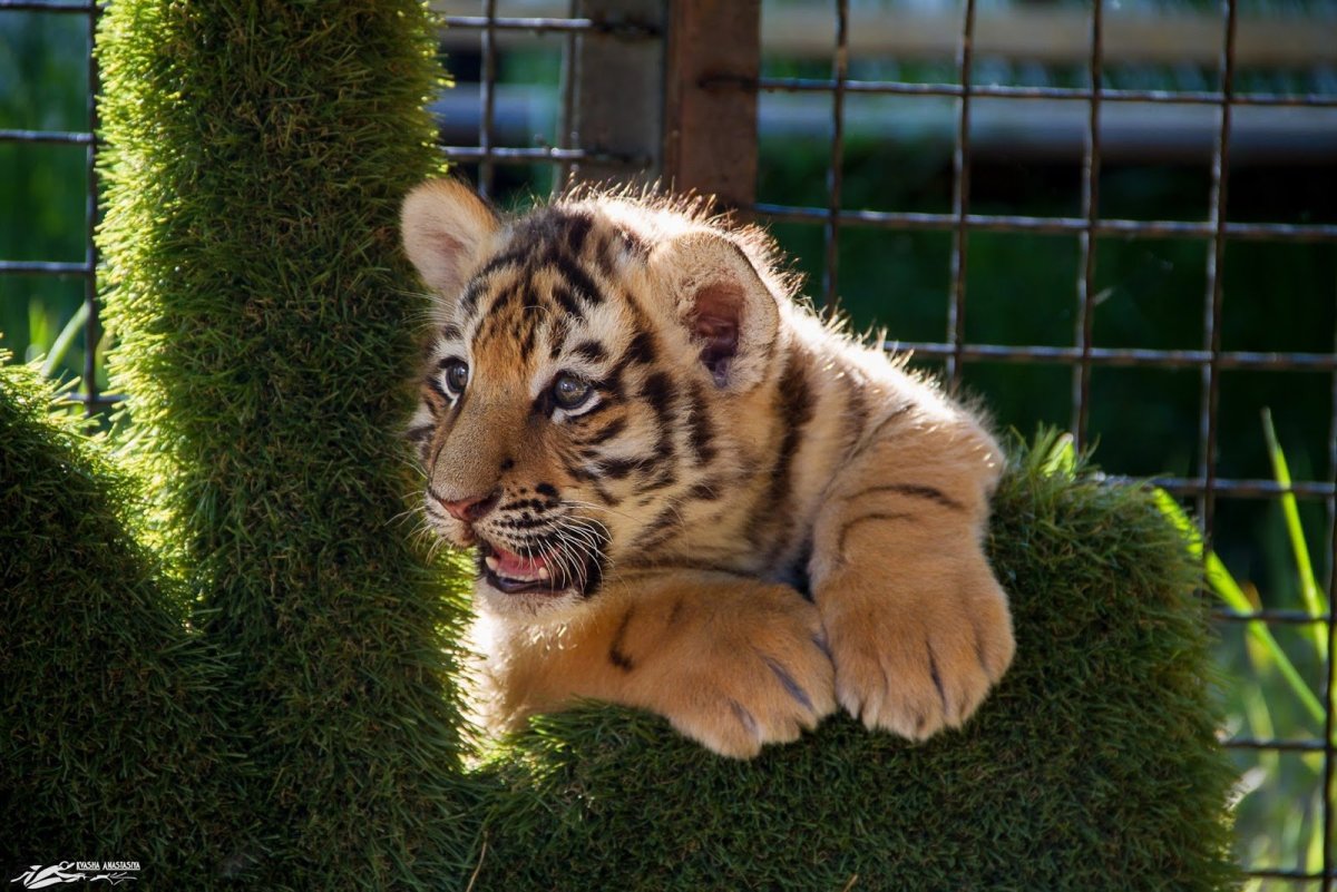 Милый Тигрёнок