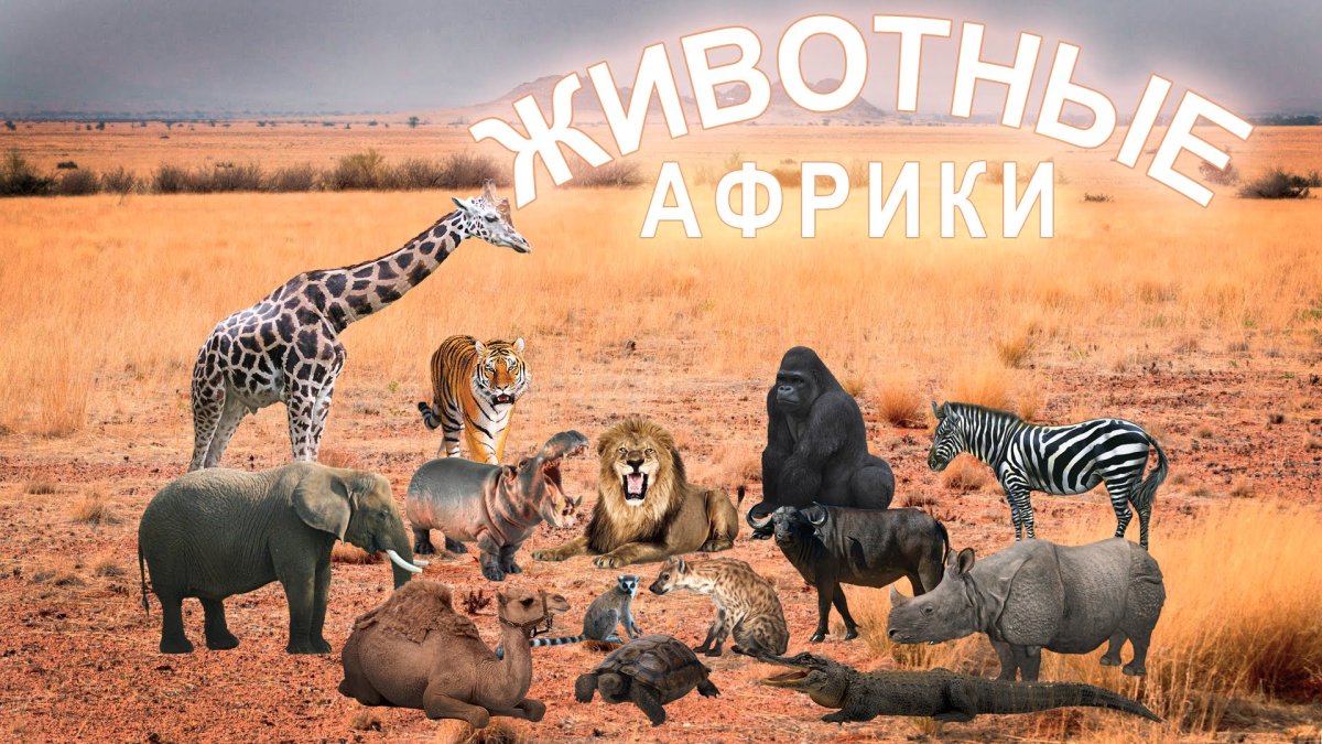 Национальный парк Серенгети, Танзания закат