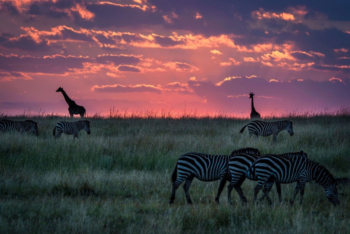 Африка пустыня Саванна джунгли