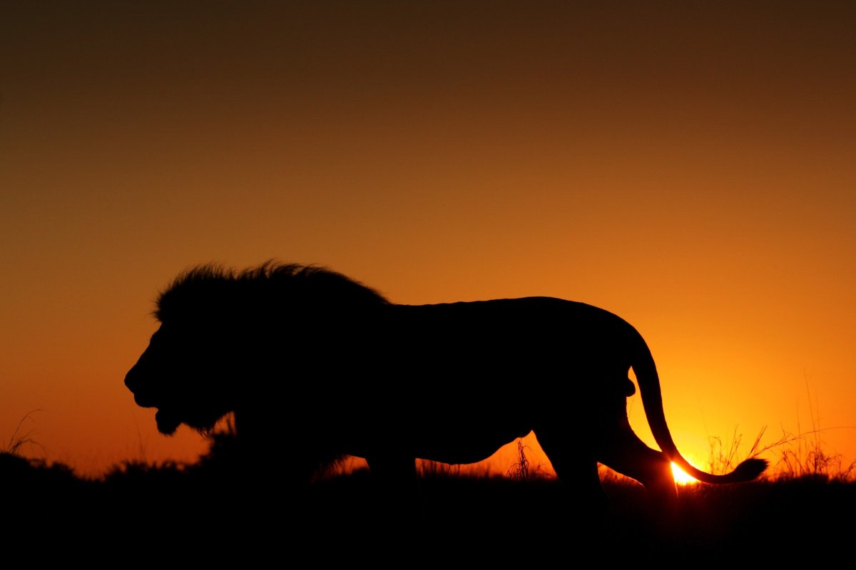 Животные на закате