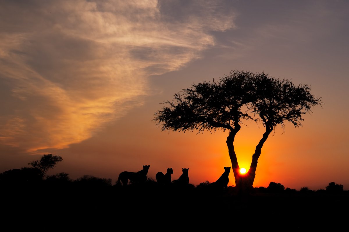 Дерево Африка Саванна закат