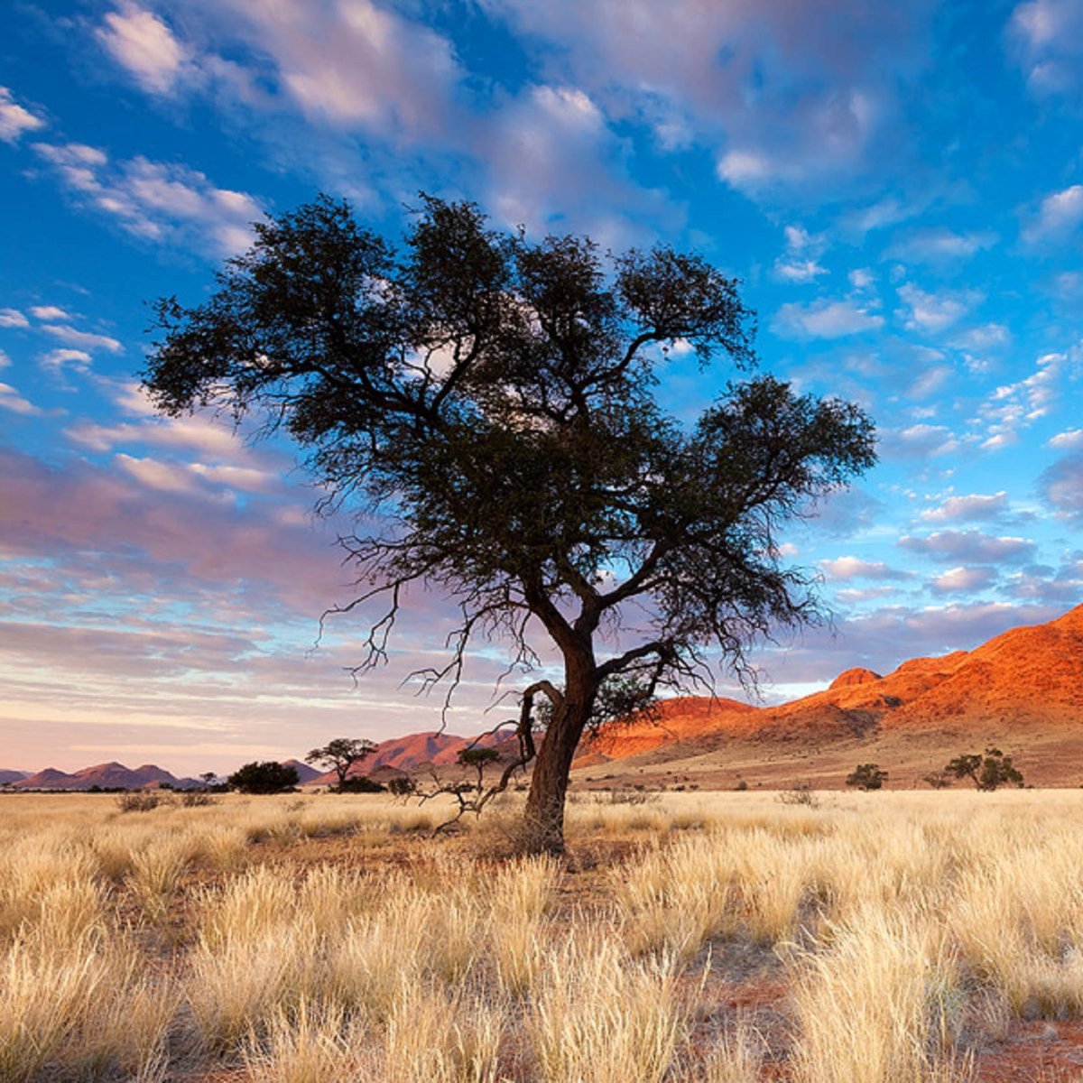 Саванна Килиманджаро на рассвете