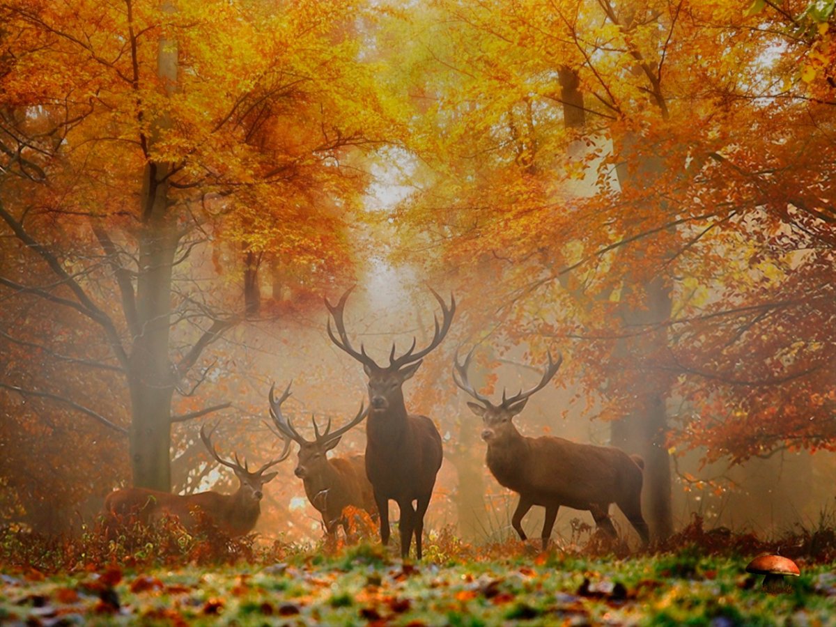 Олень в Дубовом лесу