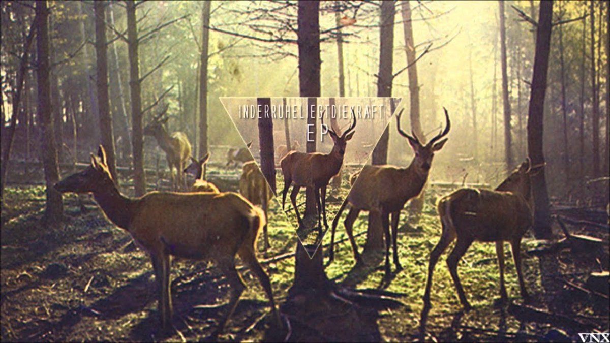 Свора оленей