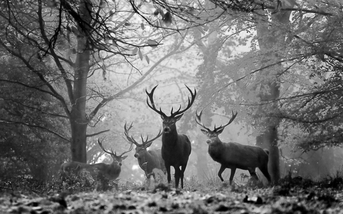 Олень в лесу