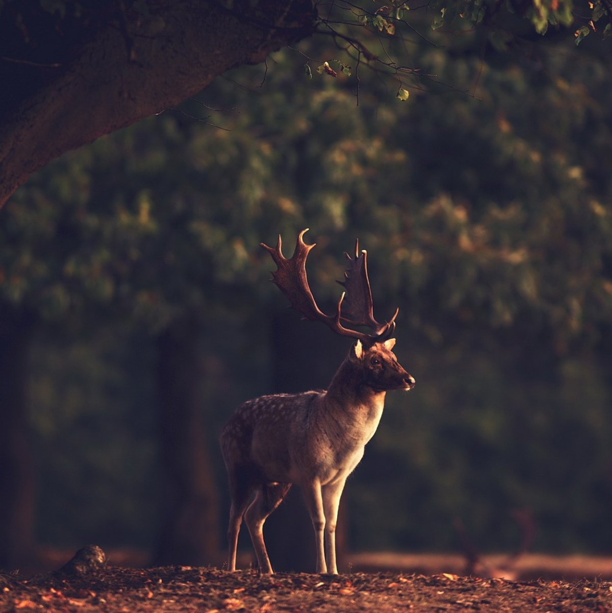 Олени фото красивые