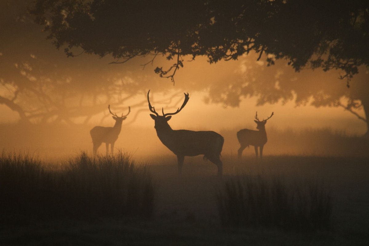 Олень зимой
