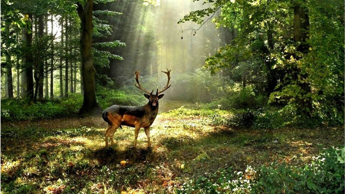 Живопись природа