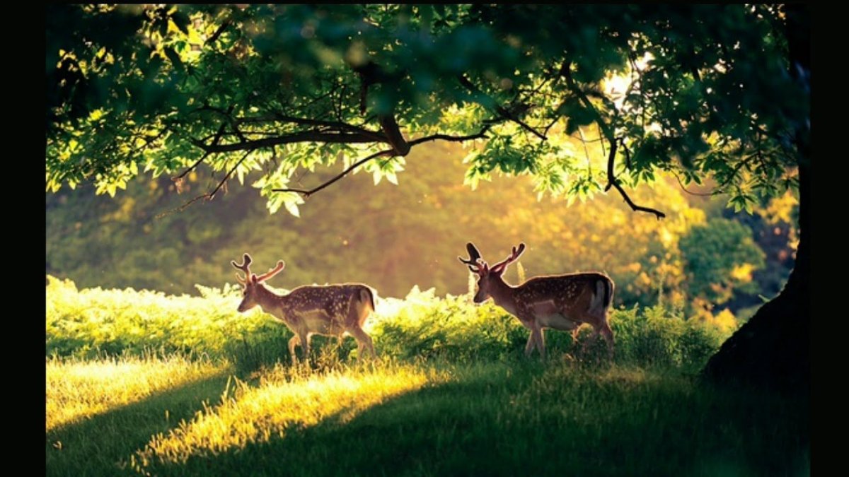 Олени в зимнем лесу Дименшенс
