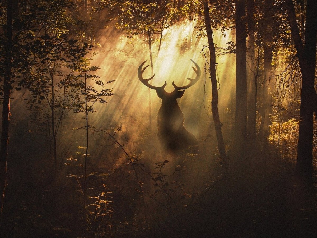 Эйктюрнир олень