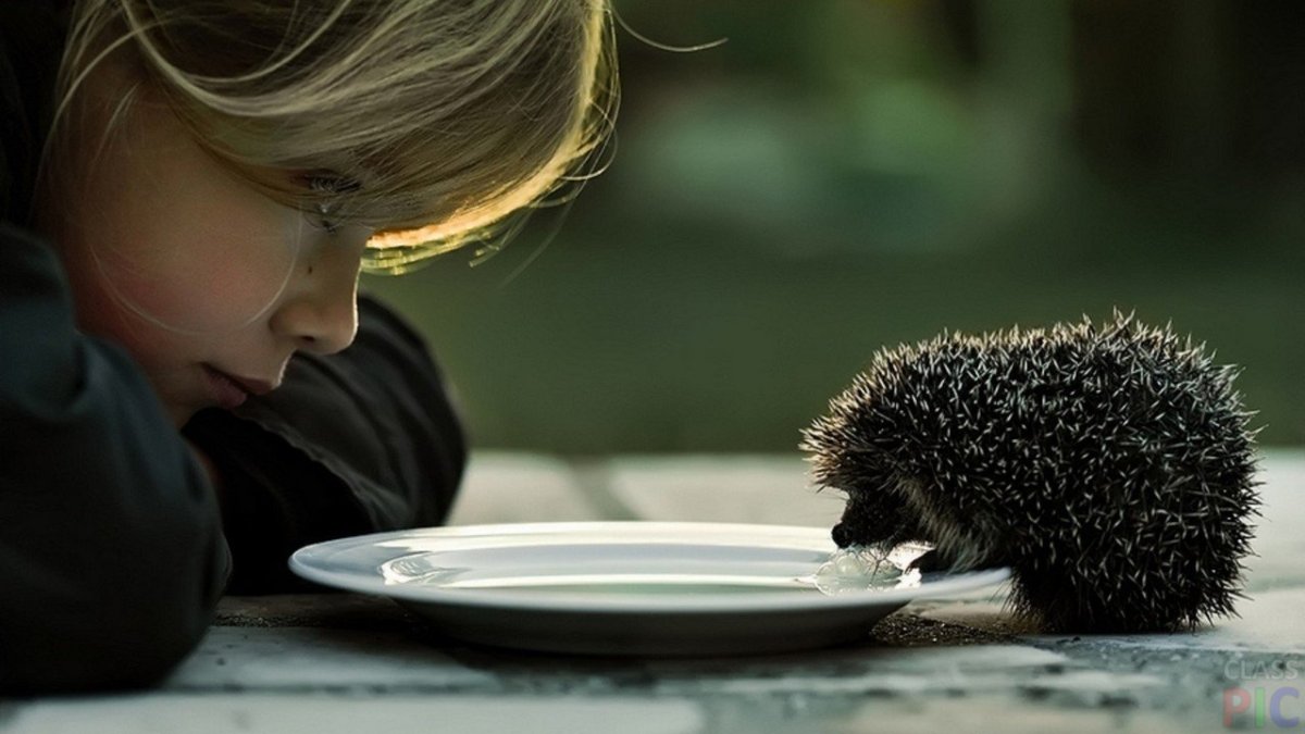 Ежик девочка