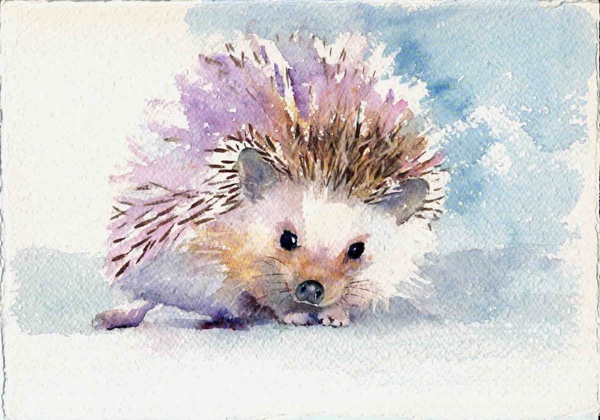 Ежик акварель