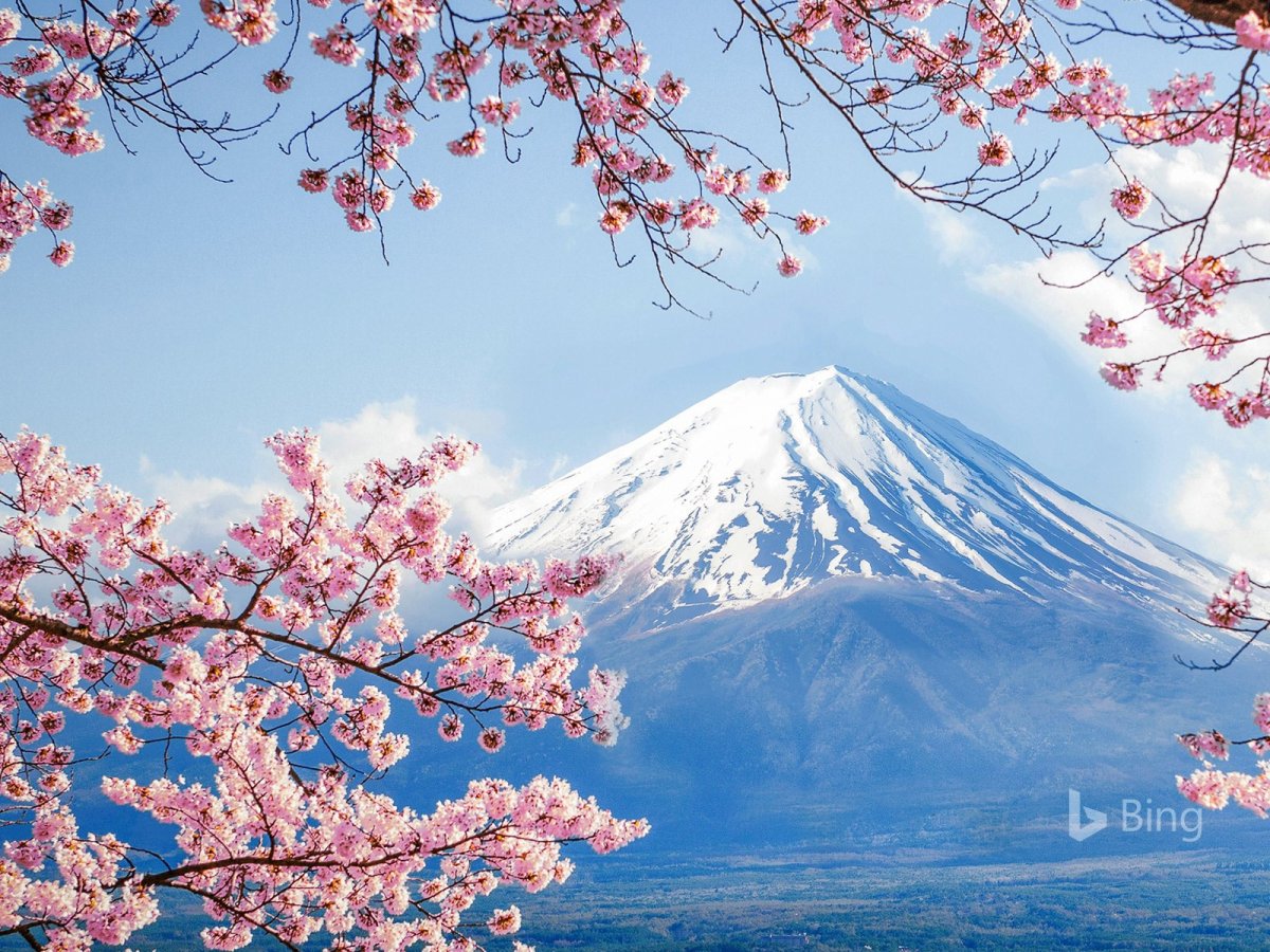Гора Фудзияма и Сакура
