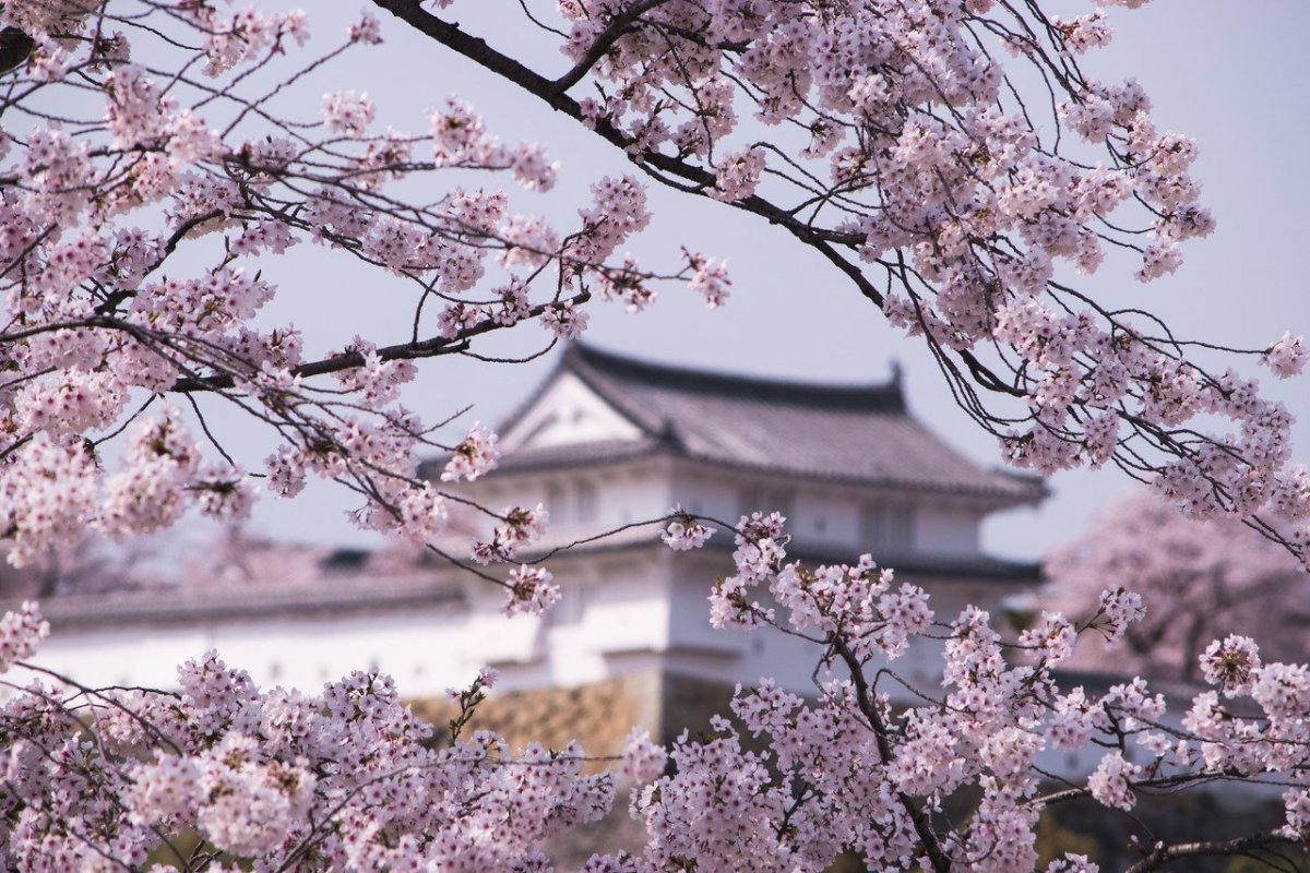 Япония Эстетика Сакура