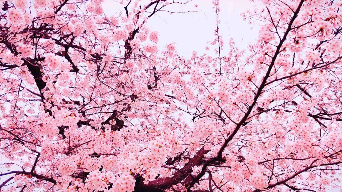 Слива и Сакура