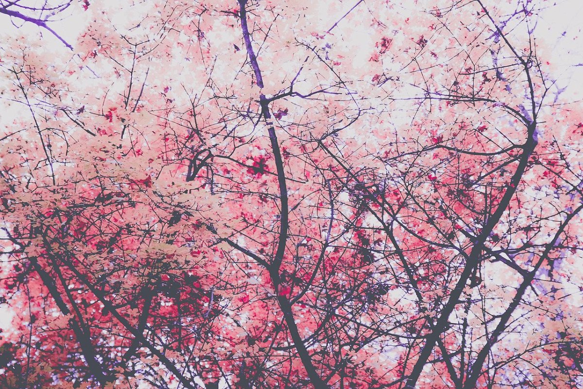 Эстетика розового Сакура