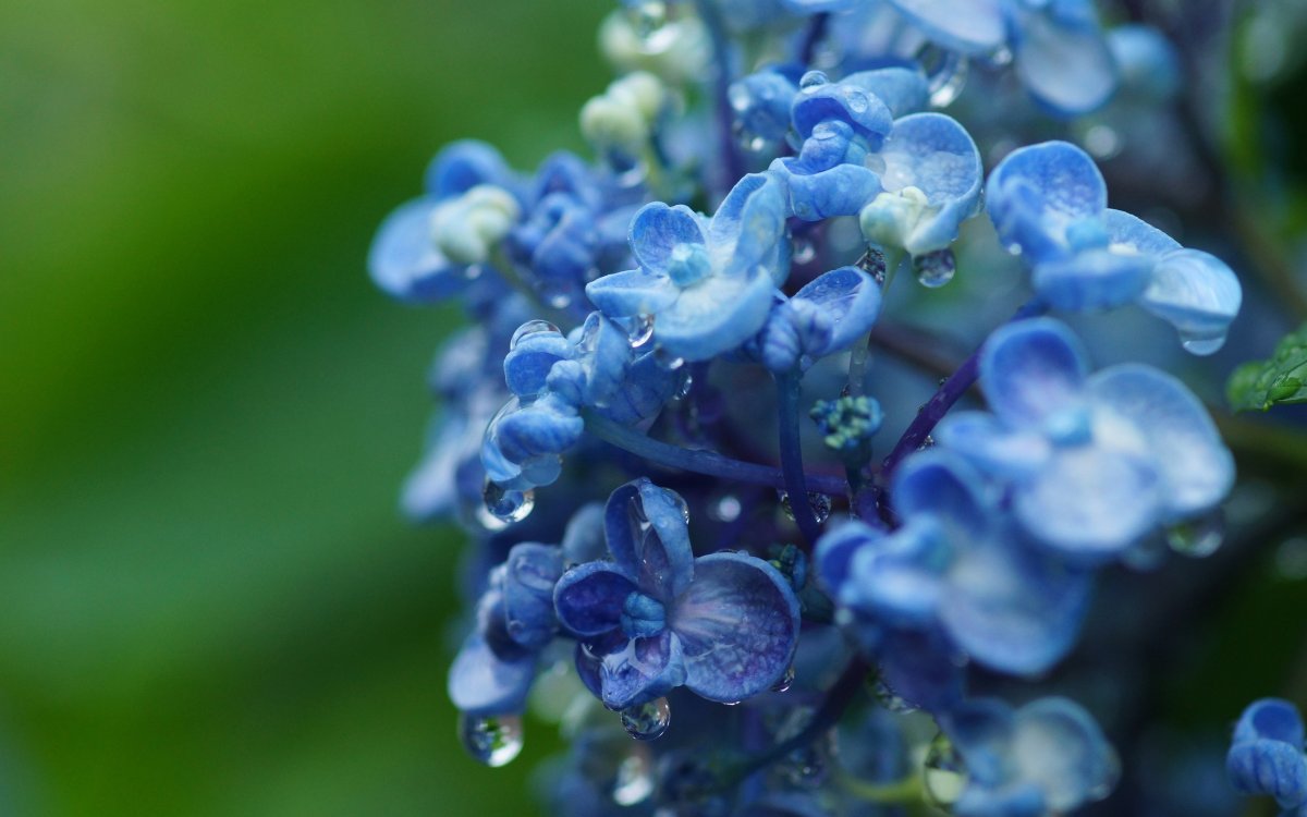 Гортензия Незабудка