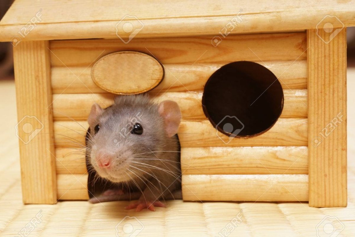 Домик для крысы