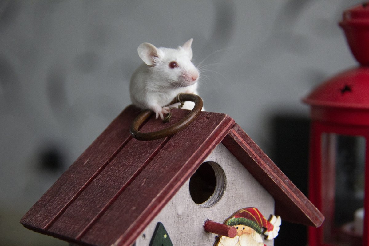 Мыши в доме