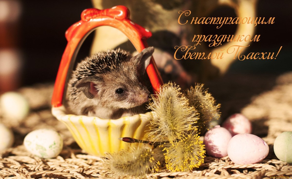 Доброй ночи с ежиком