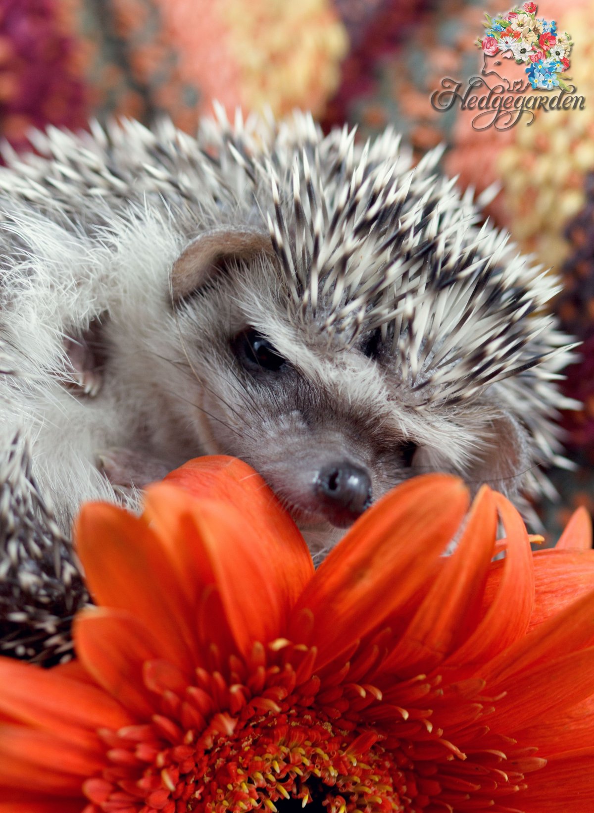 Фотохудожник Елена Еремина