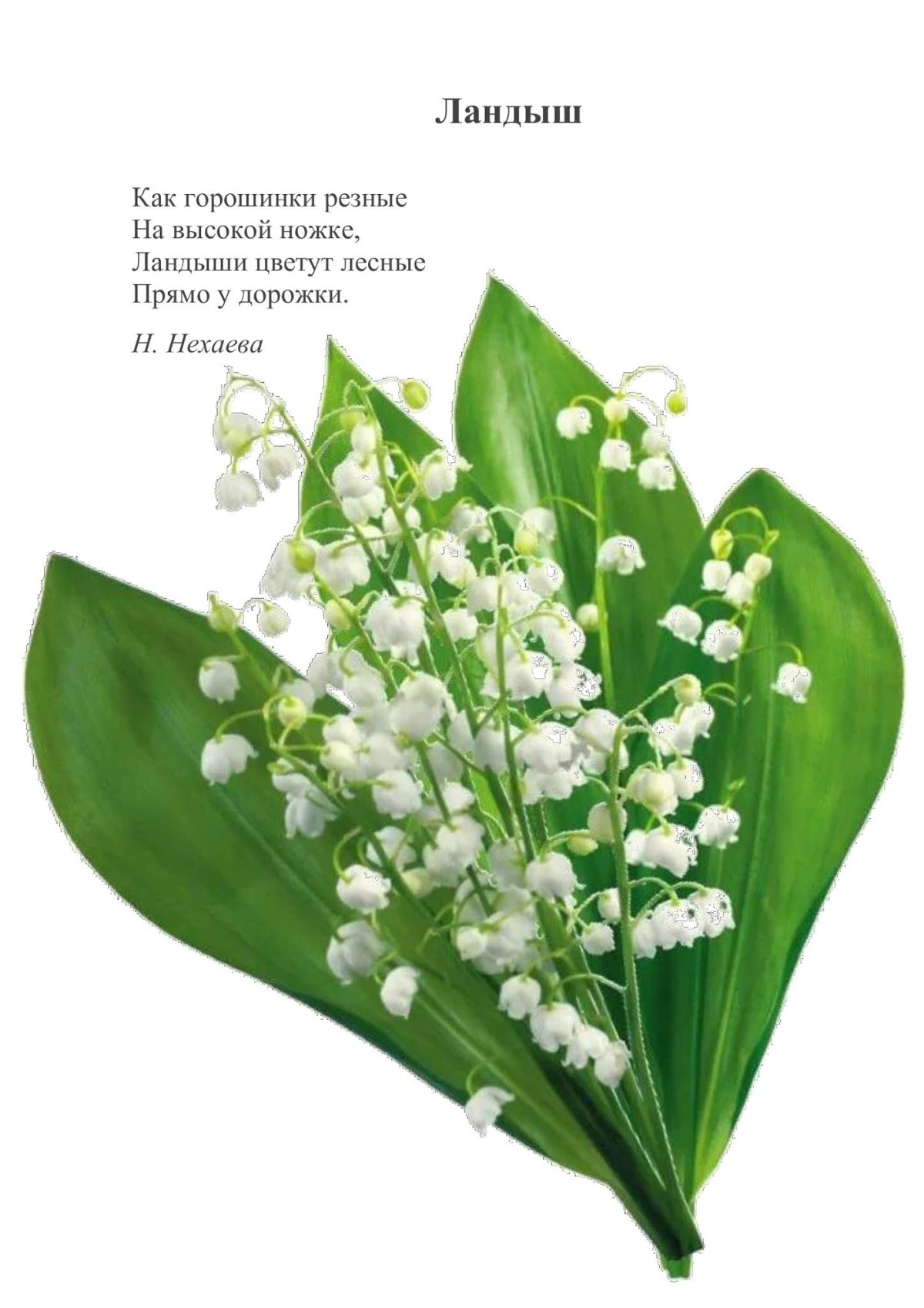 Ландыши орнамент