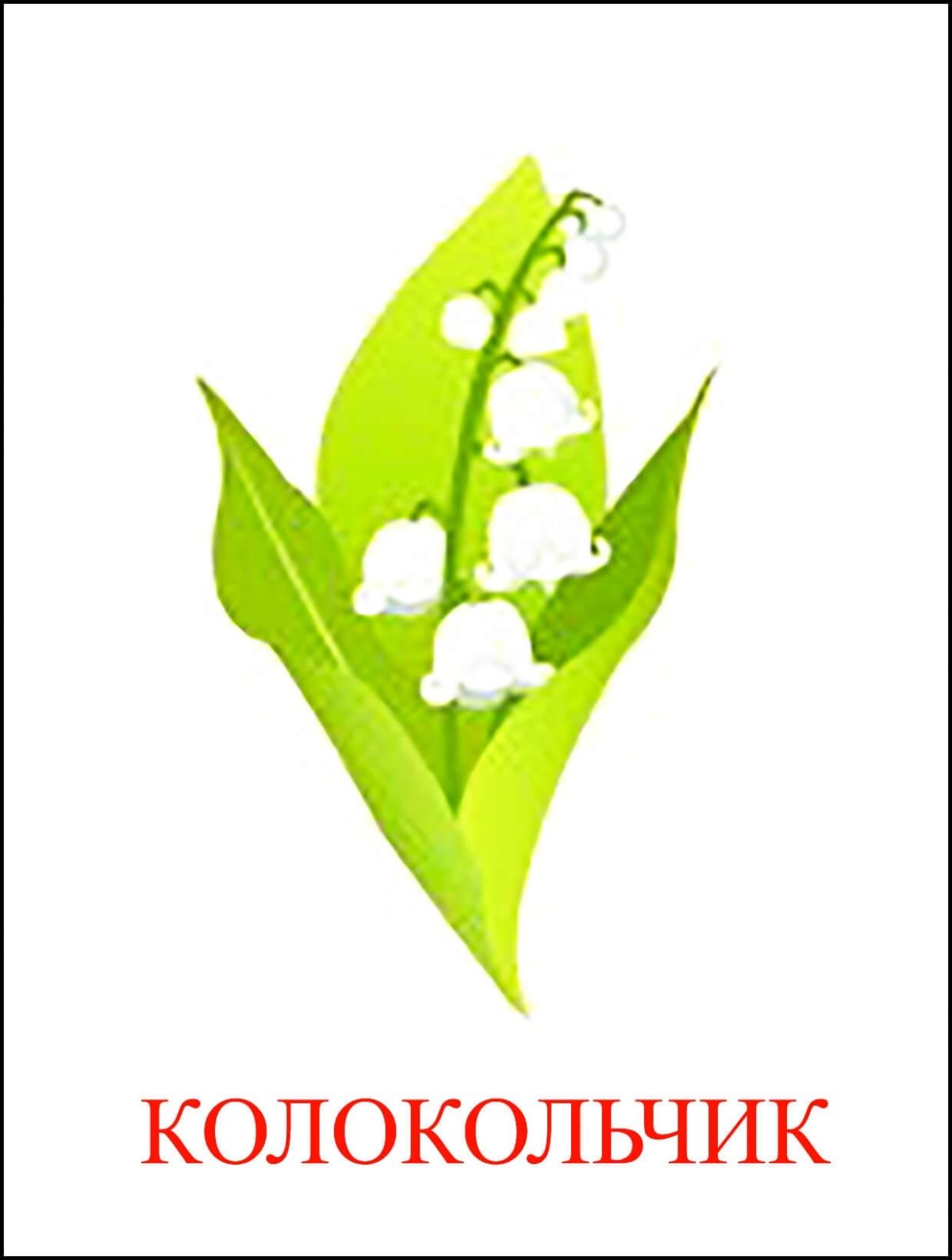 Ландыш на белом фоне