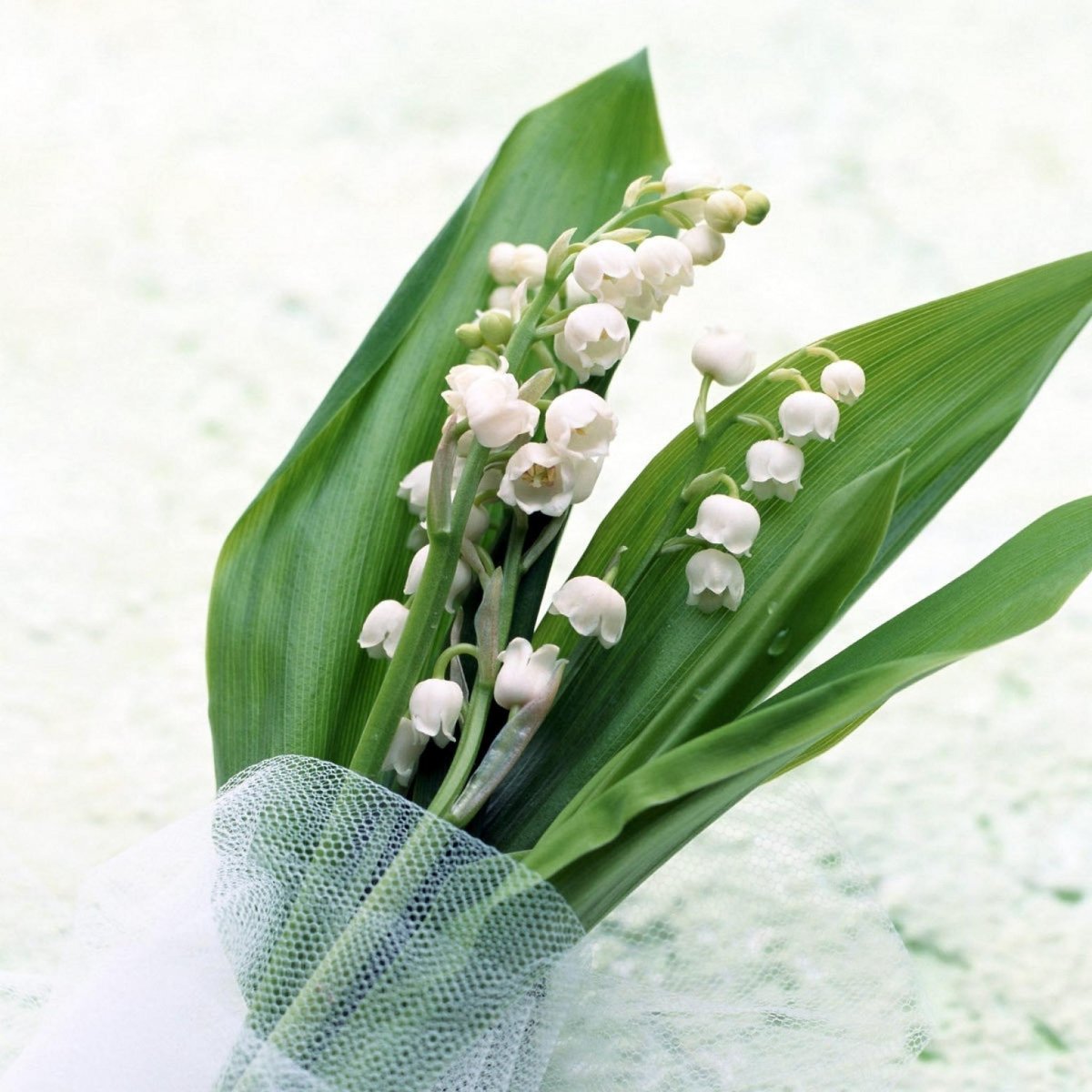 ￼ группырисунок ландыша для аппликации