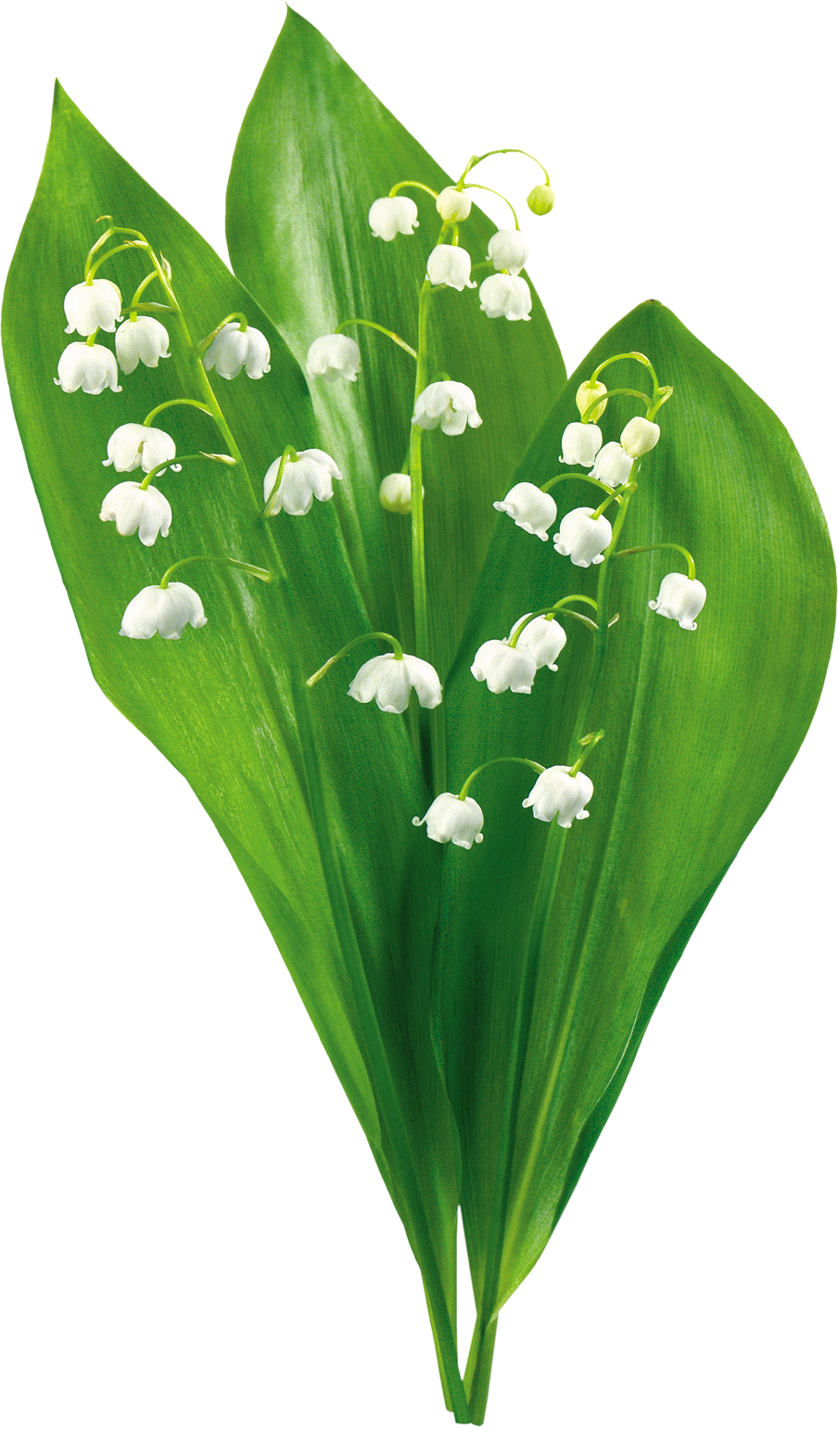 Логотип с изображением ландыша