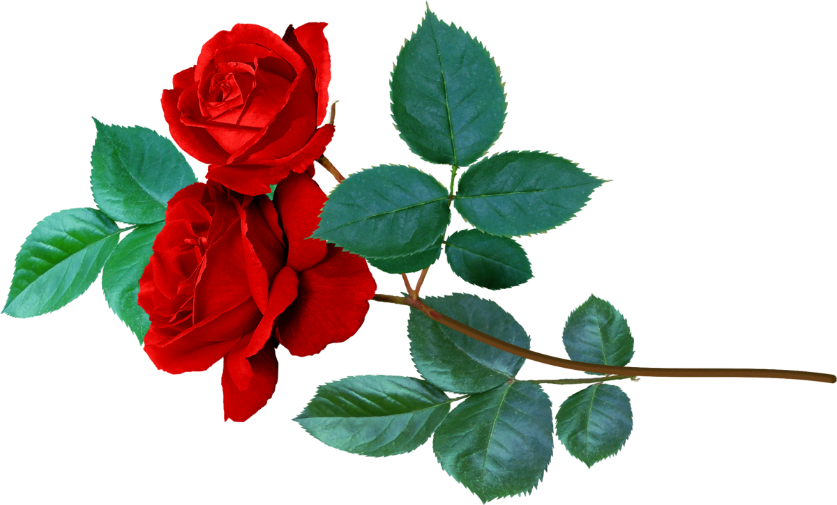 Красные розы на прозрачном фоне