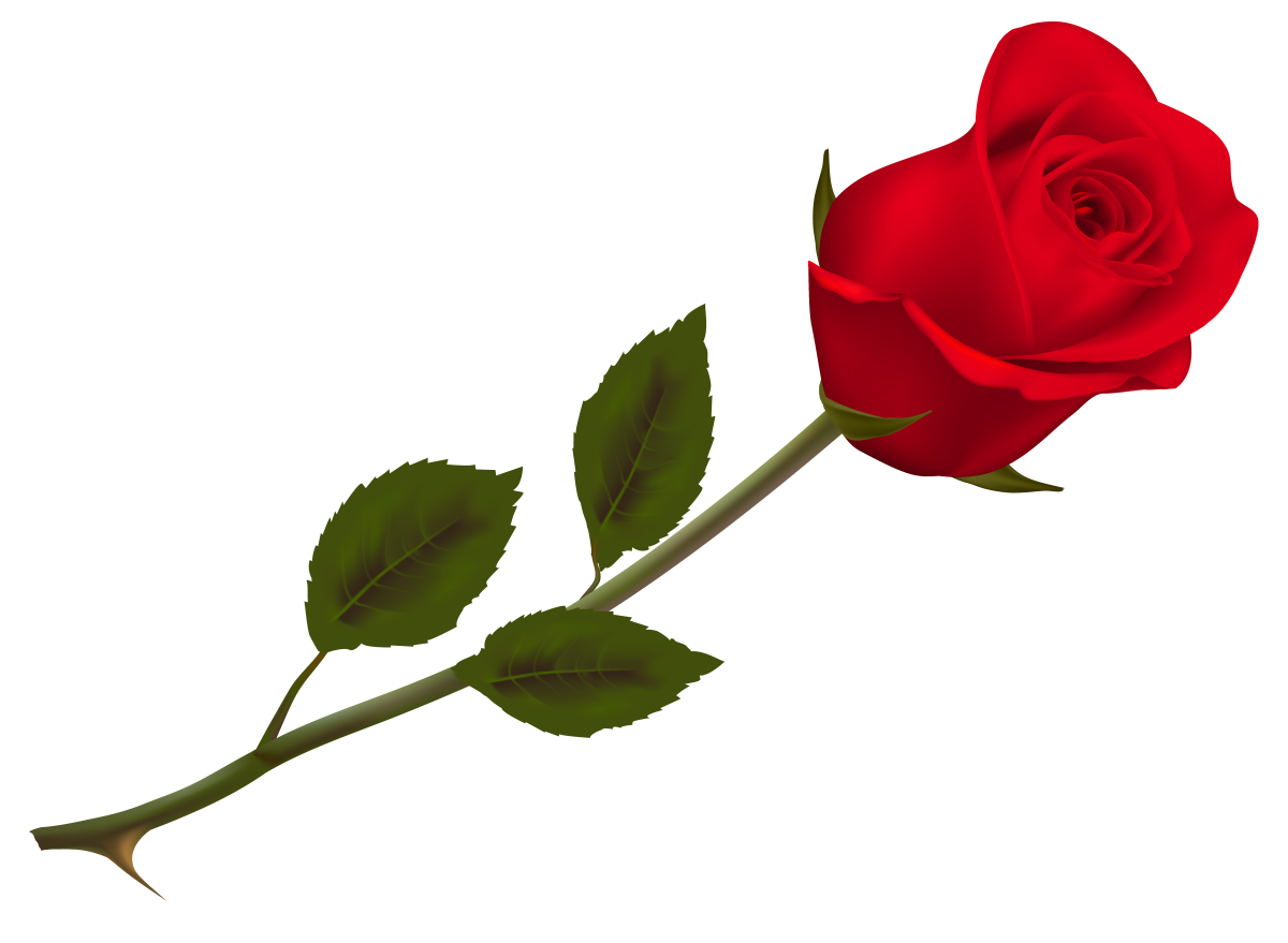 Яркий узор из роз на прозрачном фоне