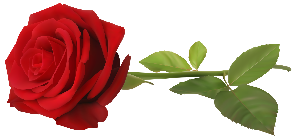 Розы на прозрачном фоне